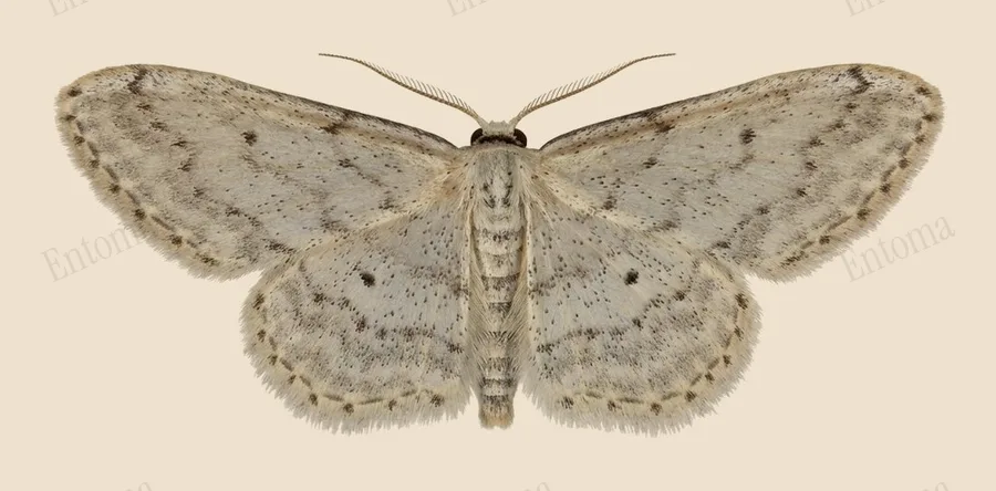 Small dusty wave, Idaea seriata, plate