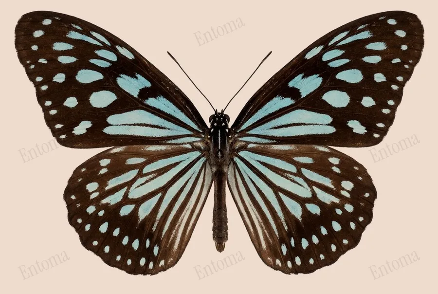 旖斑蝶（Ideopsis similis）圖版