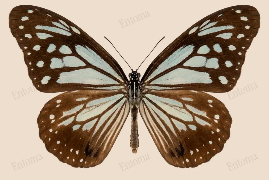 Ideopsis vulgaris, Ideopsis vulgaris, levha