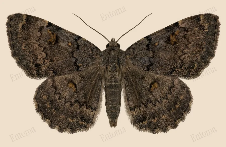 Idia aemula(Idia aemula) 도판