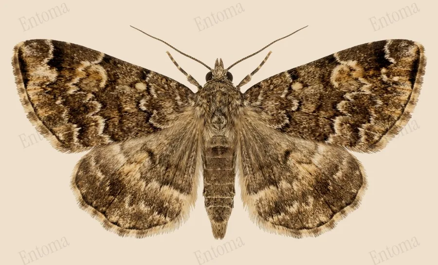 Idia americalis, Idia americalis, plaat
