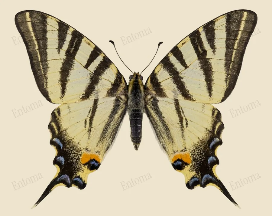 Scarce swallowtail, Iphiclides podalirius, plate