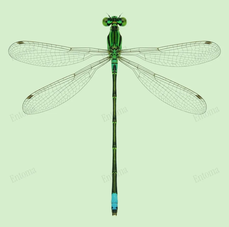 Ischnura asiatica, Ischnura asiatica, plaat