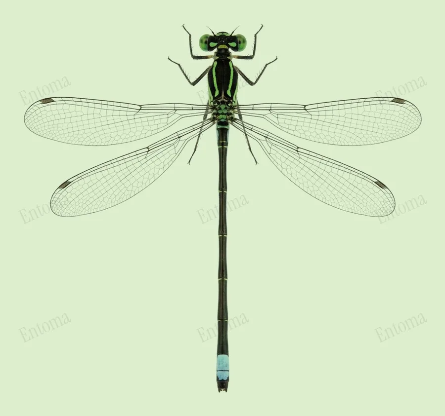 Fragile forktail, Ischnura posita, plate