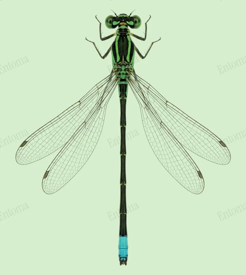 Ischnura ramburii, Ischnura ramburii, plaat