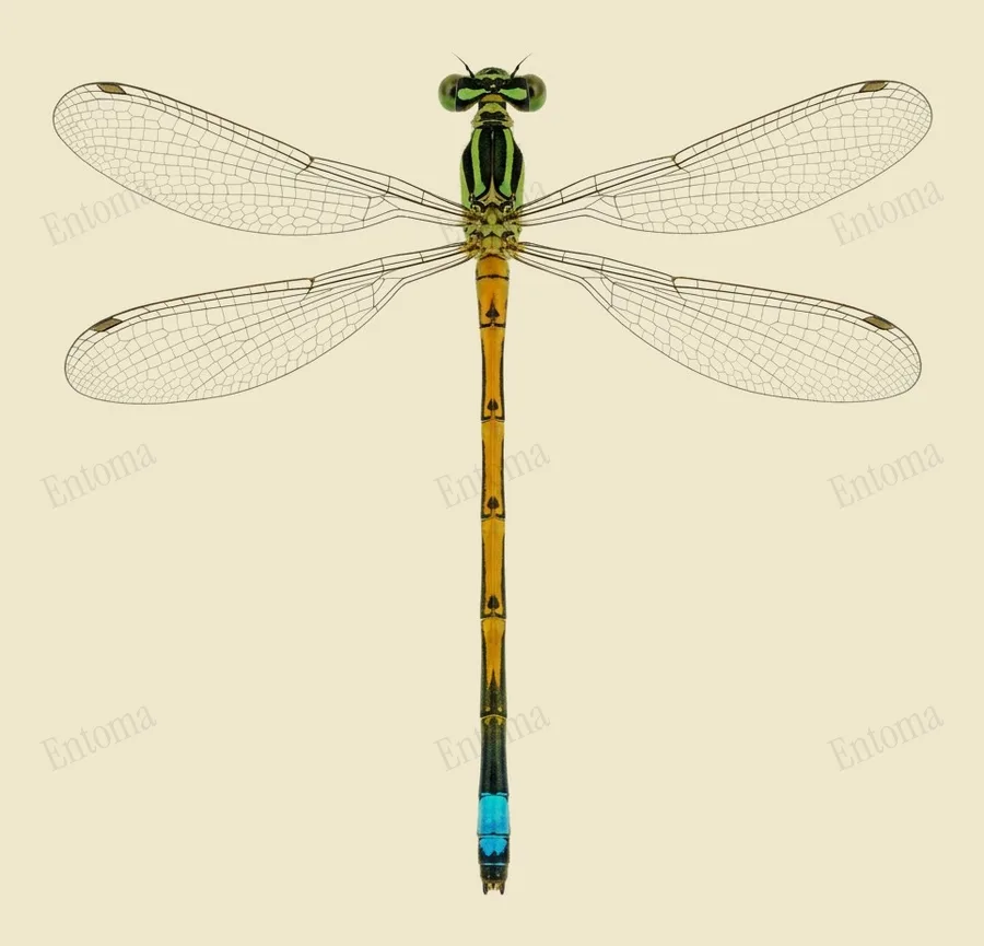 Ischnura rubilio, Ischnura rubilio, levha