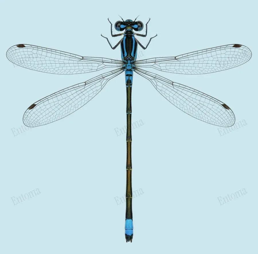 Senegal-Pechlibelle, Ischnura senegalensis, Tafel