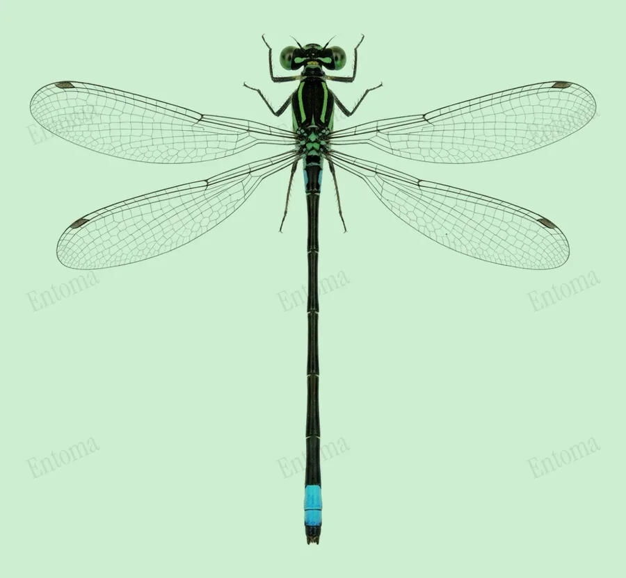 Eastern forktail, Ischnura verticalis, plate