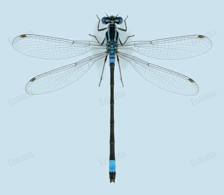 Blue-tailed damselfly, Ischnura elegans, plate