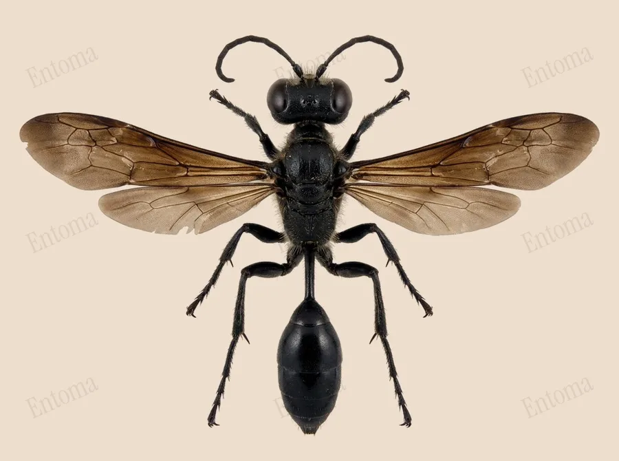 Mexican grass-carrying wasp, Isodontia mexicana, plate