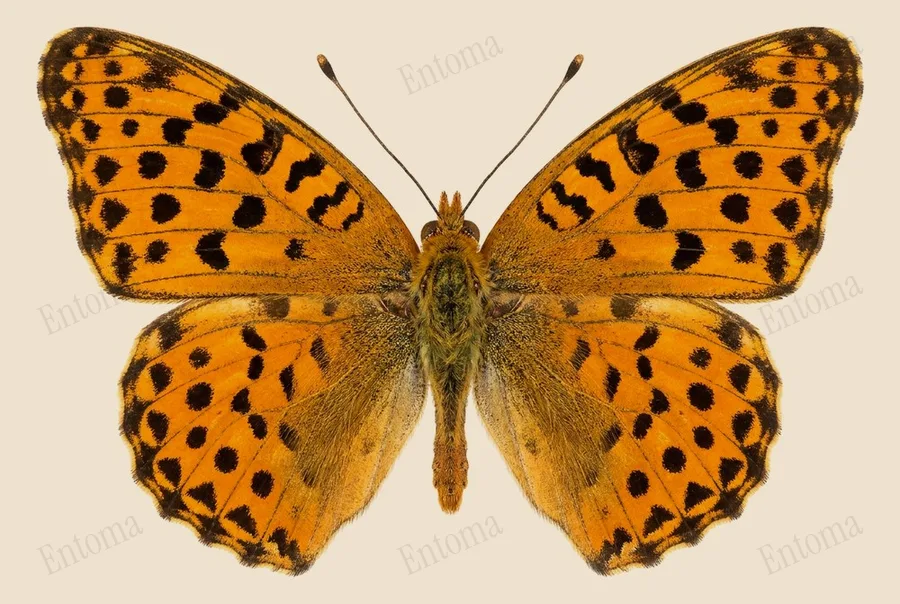 Queen of Spain fritillary, Issoria lathonia, plate