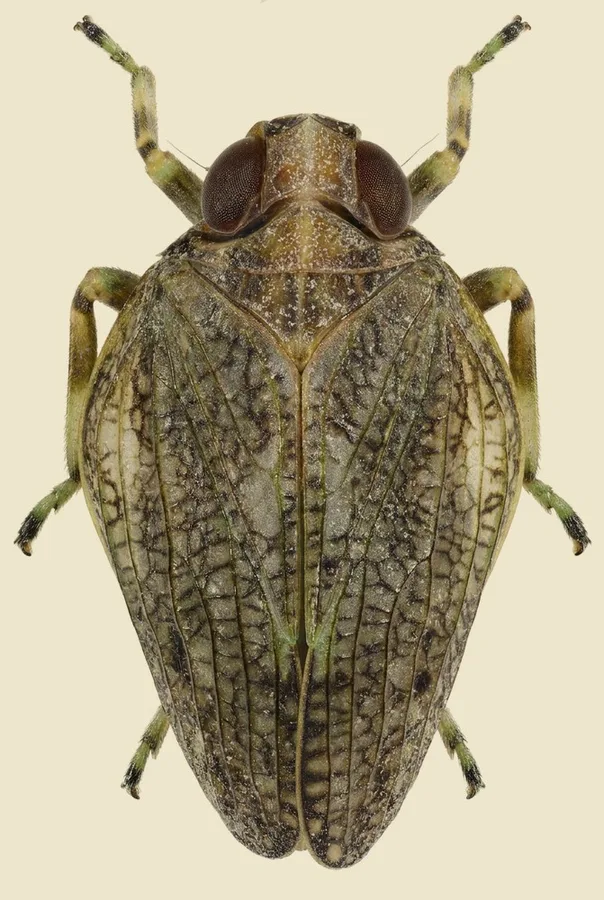 Issus coleoptratus, Issus coleoptratus, plate