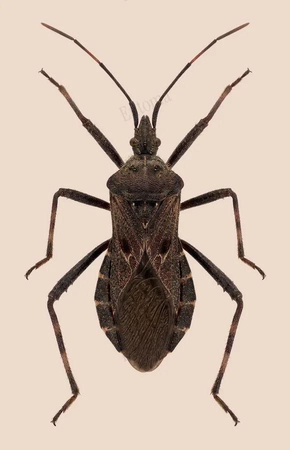 Isyndus obscurus(Isyndus obscurus) 도판