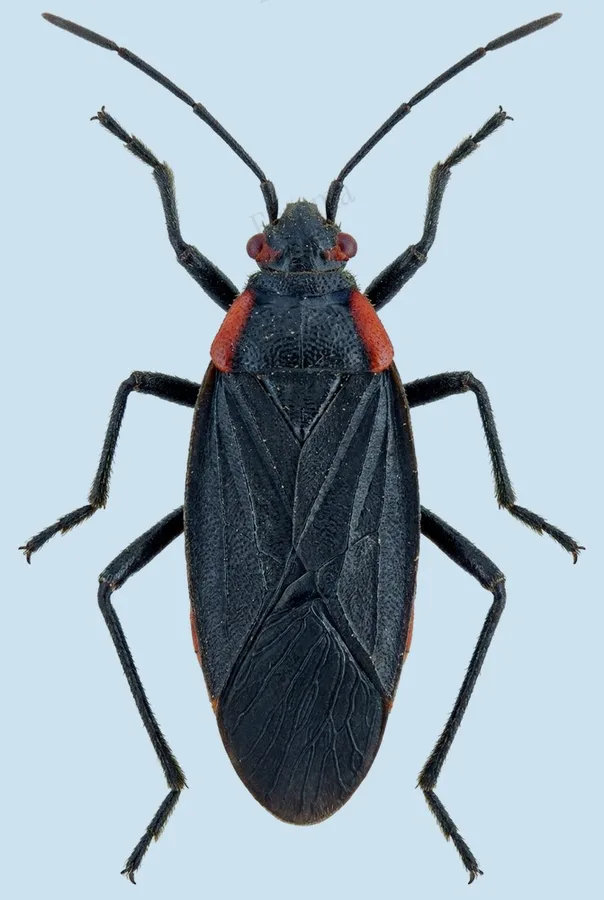 Jadera haematoloma, Jadera haematoloma, levha