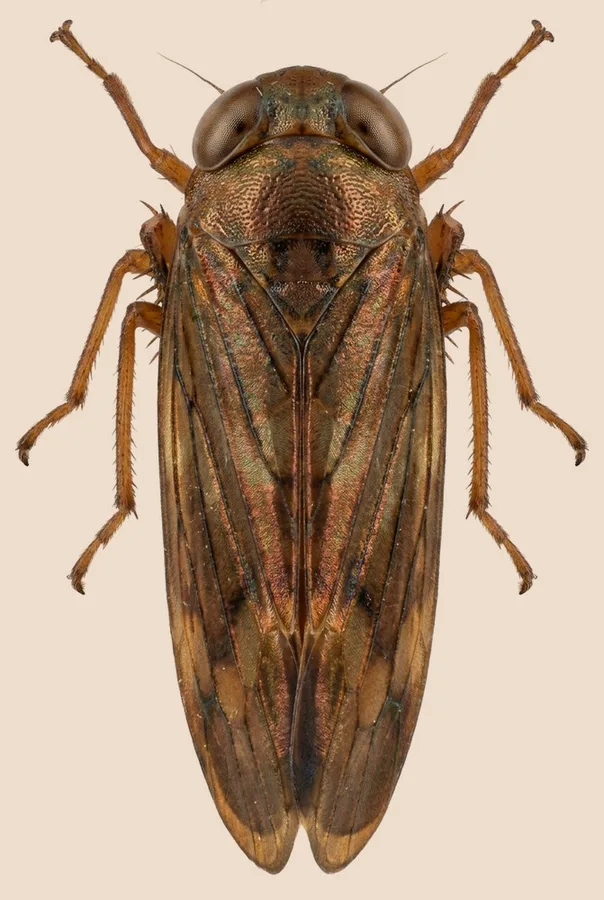 Jikradia olitoria, Jikradia olitoria, levha