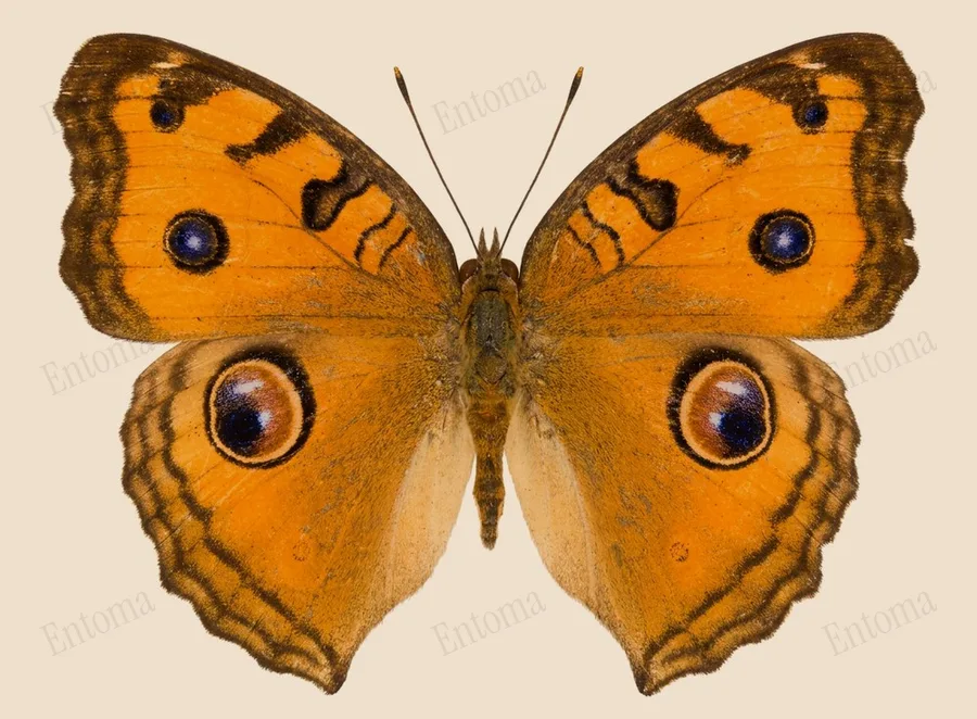 タテハモドキ（Junonia almana）の図版