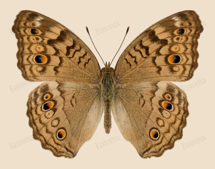 Junonia atlites, Junonia atlites, levha