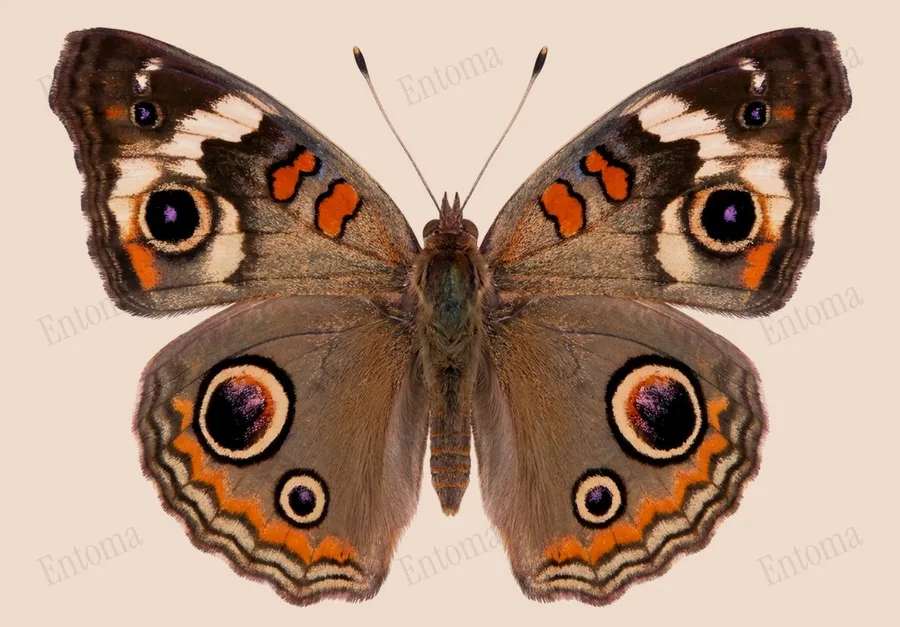 Common buckeye, Junonia coenia, plate