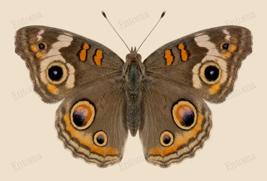 Gray buckeye, Junonia grisea, plate