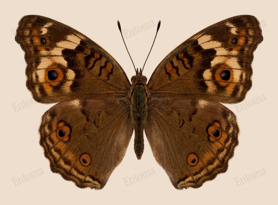 Junonia hedonia, Junonia hedonia, plaat