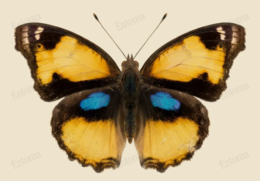 Junonia hierta(Junonia hierta) 도판