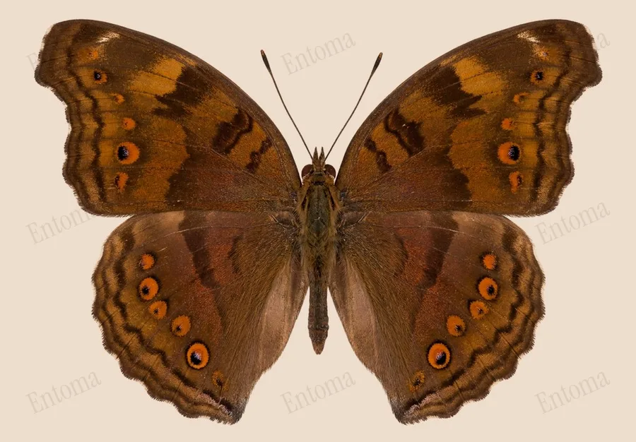 Junonia iphita, Junonia iphita, levha