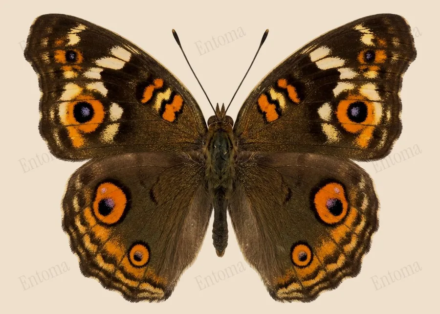 Junonia lemonias, Junonia lemonias, levha