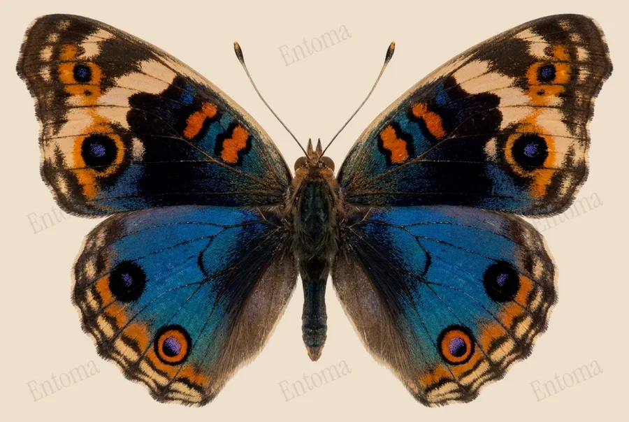 Junonia orithya, Junonia orithya, planche