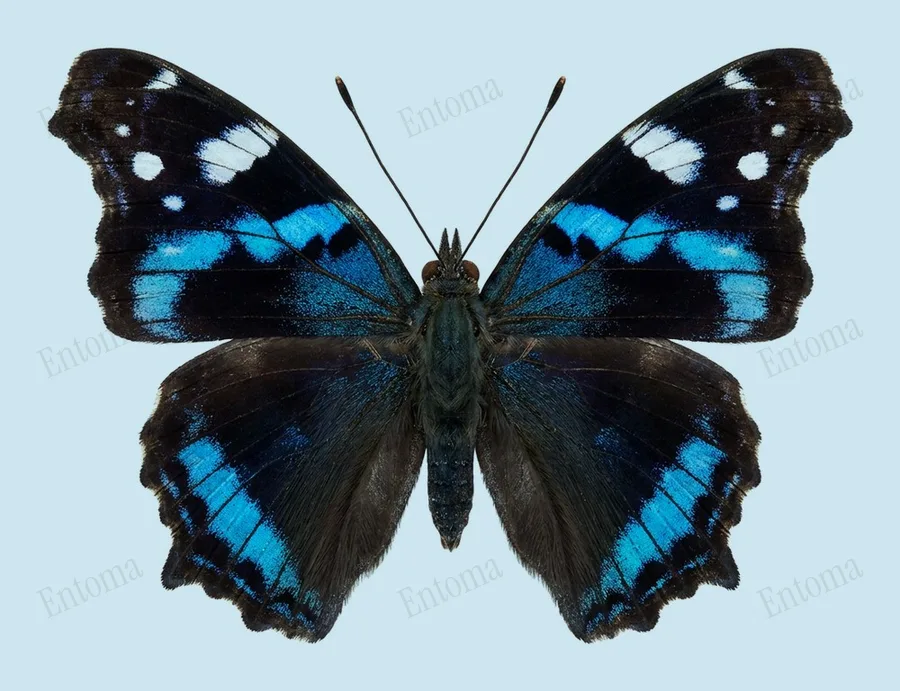 Kaniska canace, Kaniska canace, lámina