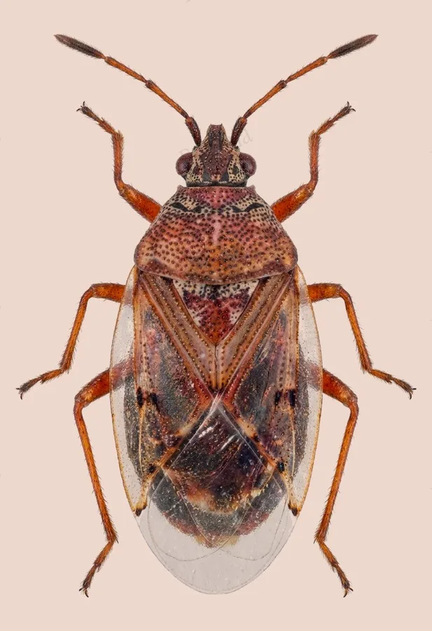 Birch catkin bug, Kleidocerys resedae, plate
