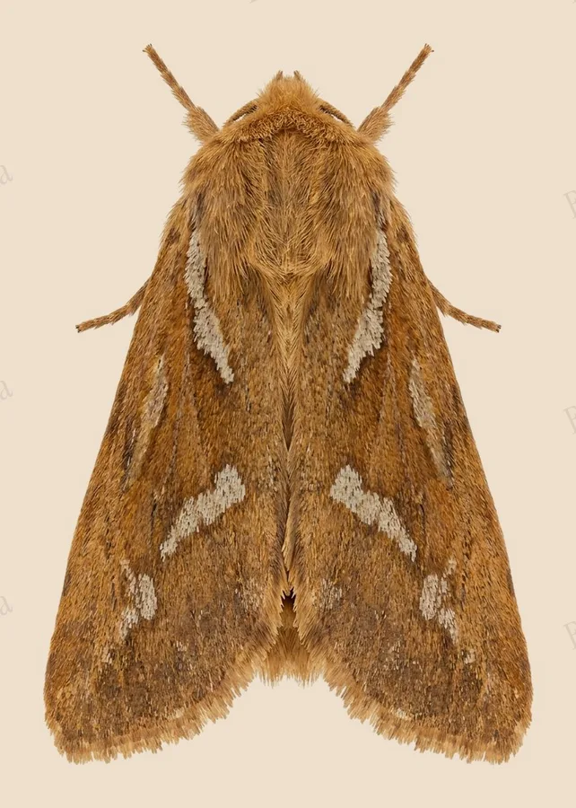 Common swift moth, Korscheltellus lupulina, plate