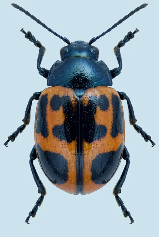 Swamp milkweed leaf beetle, Labidomera clivicollis, plate