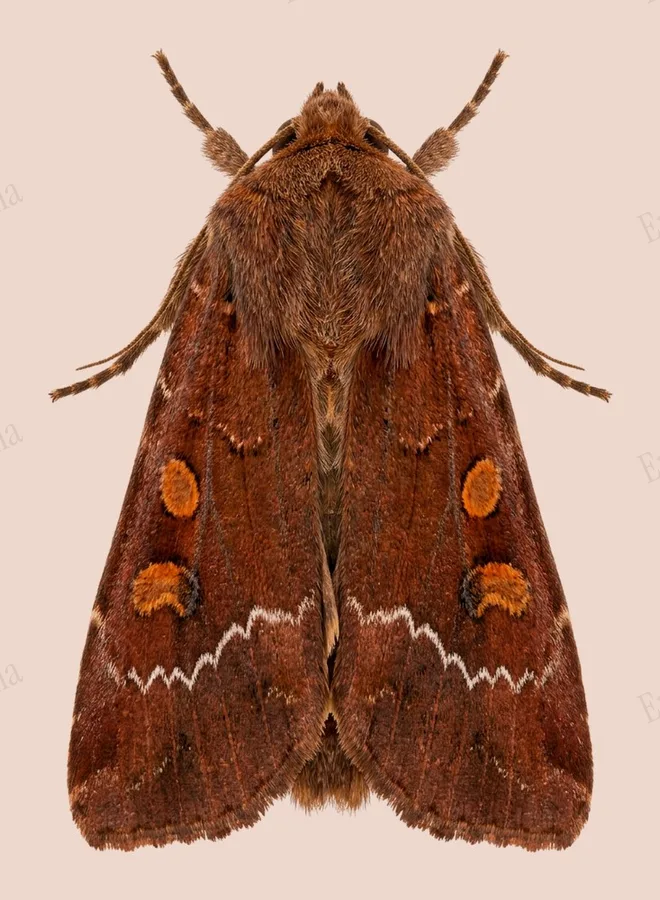 Bright-line brown-eye, Lacanobia oleracea, plate