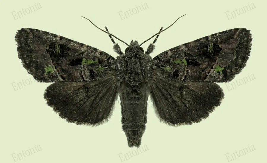 Lacinipolia renigera, Lacinipolia renigera, tavola