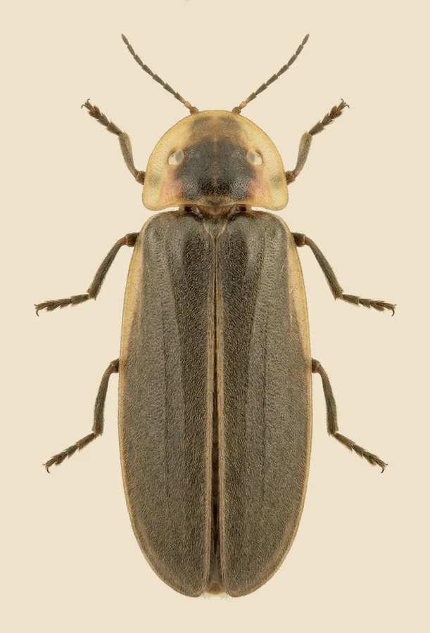 European glow-worm, Lampyris noctiluca, plate