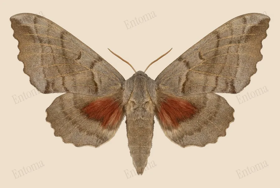 Poplar hawkmoth, Laothoe populi, plate
