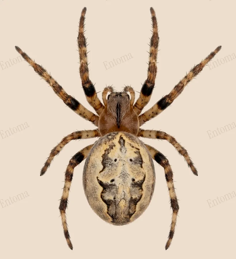 Larinioides cornutus, Larinioides cornutus, tavola