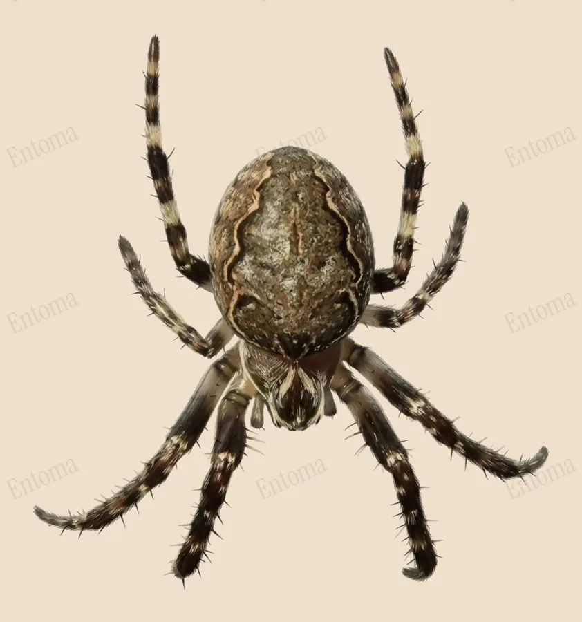 Brugspin, Larinioides sclopetarius, plaat
