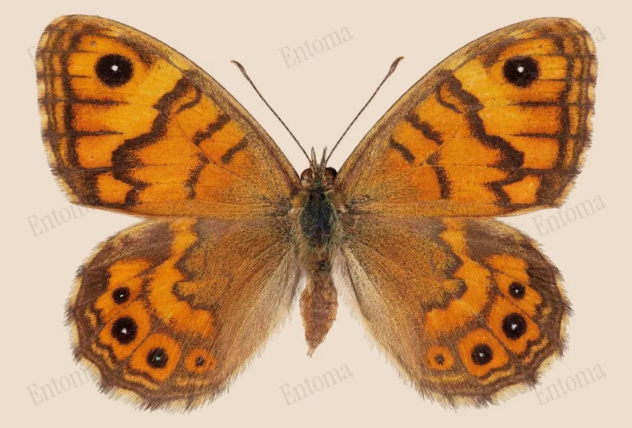 Wall brown, Lasiommata megera, plate