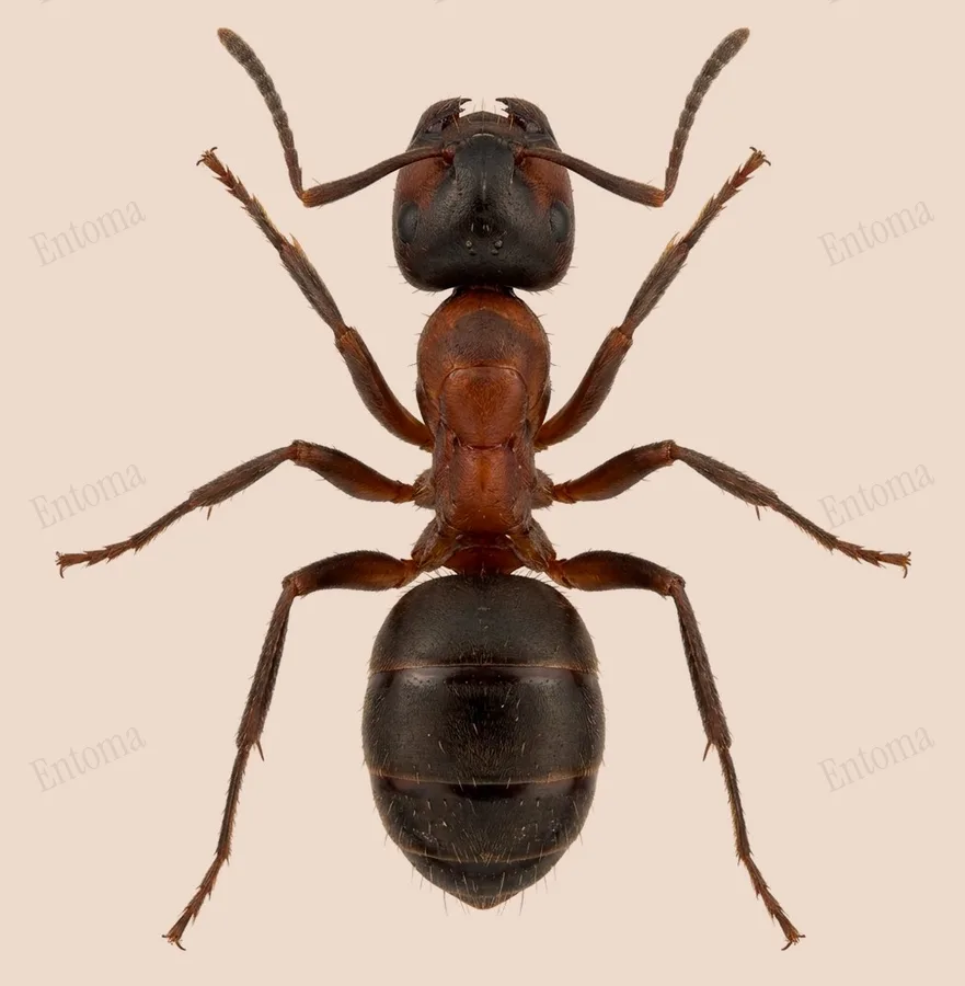 Central European bicolored ant, Lasius emarginatus, plate
