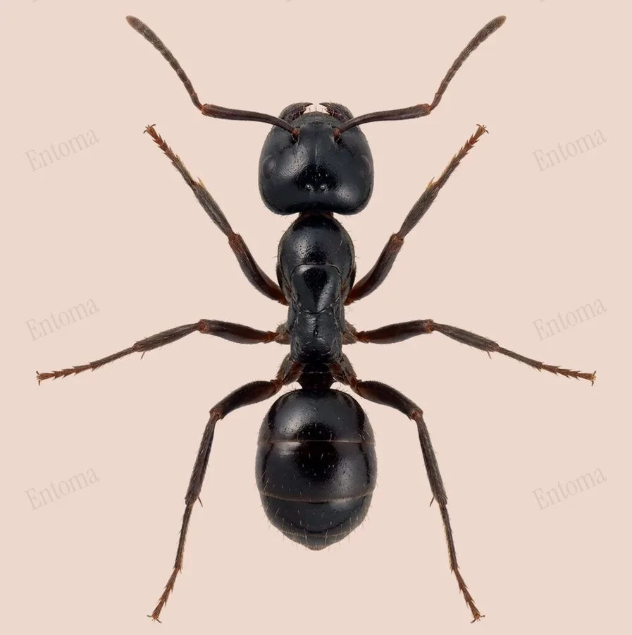 Jet ant, Lasius fuliginosus, plate