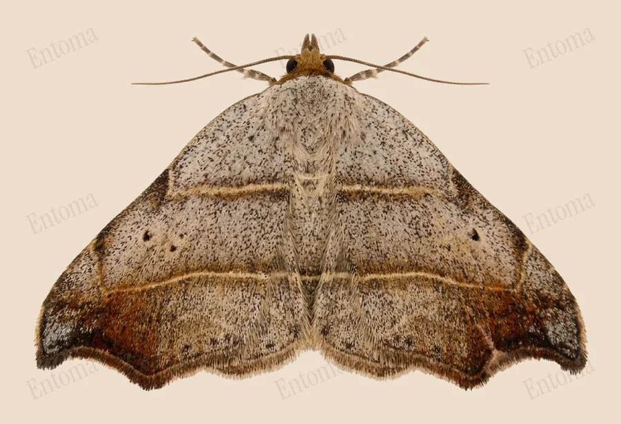 Beautiful hook-tip, Laspeyria flexula, plate