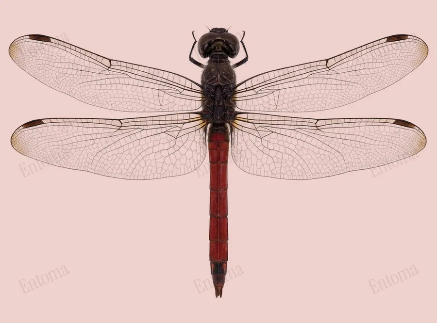 Lathrecista asiatica, Lathrecista asiatica, plaat