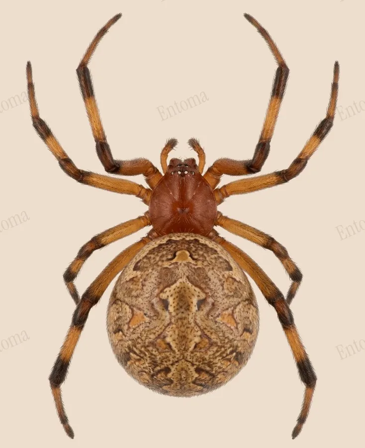 Latrodectus geometricus(Latrodectus geometricus) 도판