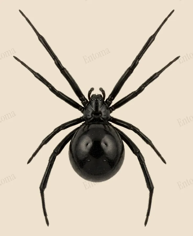 Westelijke zwarte weduwe, Latrodectus hesperus, plaat