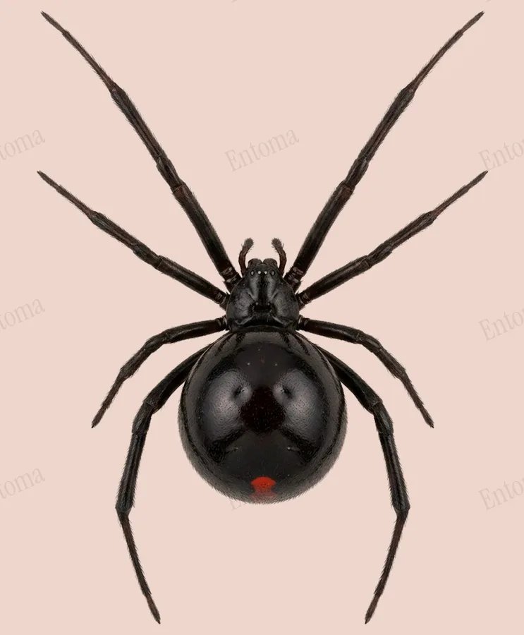 クロゴケグモ（Latrodectus mactans）の図版