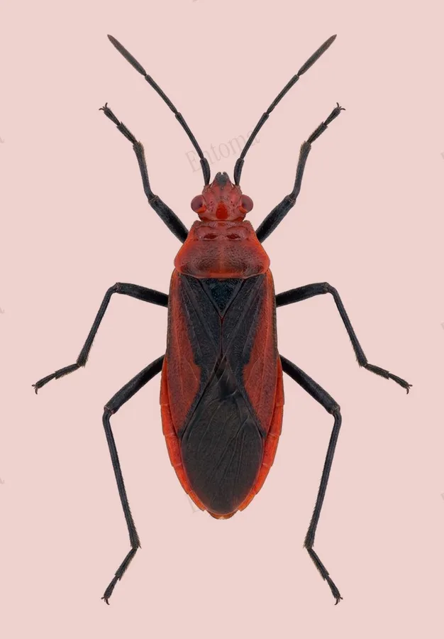Leptocoris vicinus, Leptocoris vicinus, plaat