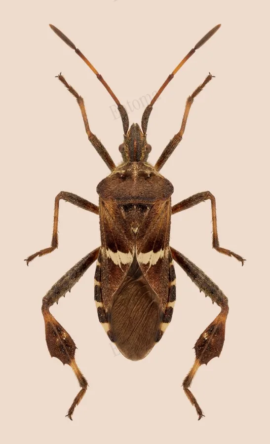 Leptoglossus phyllopus（Leptoglossus phyllopus）の図版