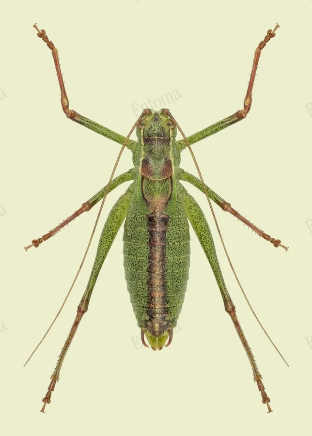 Leptophyes punctatissima, Leptophyes punctatissima, tavola