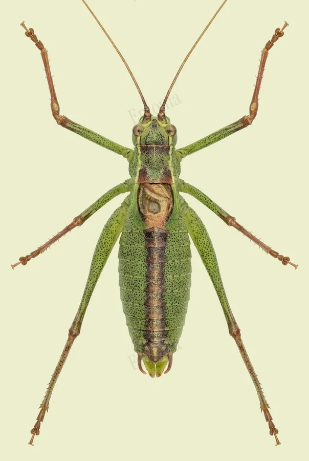 Speckled bush-cricket, Leptophyes punctatissima, plate